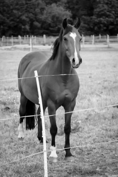 Kůň Pasoucí Koně Ohradě Portrét Koně — Stock fotografie