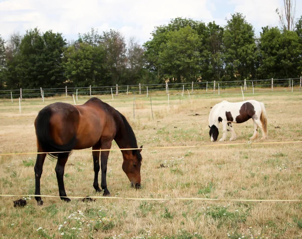 Pferd Weidende Pferde Auf Einer Koppel Porträt Eines Pferdes — Stockfoto