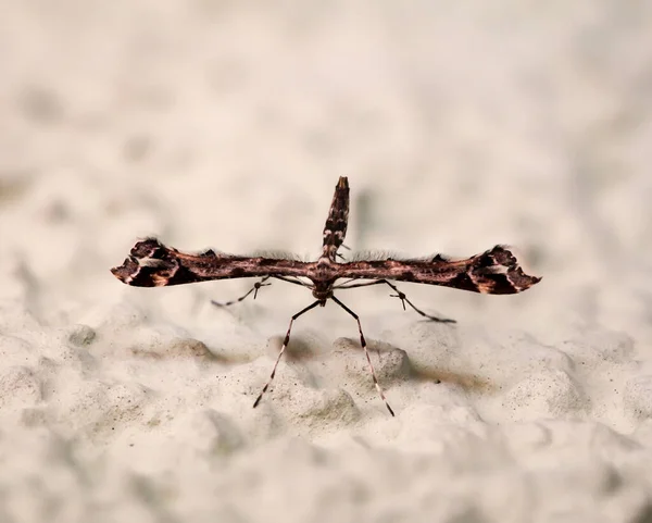 Mucha Motyl Podobny Owad Ścianie — Zdjęcie stockowe