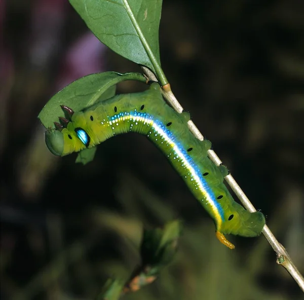 Oleander Hawk Moth Daphnis Nerii 毛毛虫坐在一个小分枝上 像这样年龄较大的猎鹰蛾幼虫长约7 5至8 5厘米 蝴蝶是一种迁徙的物种 — 图库照片