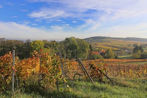 Виноградник Районе Кьянти Италия — стоковое фото