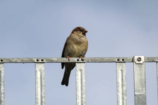 Moineau Est Assis Sur Garde Neige Gouttière Sur Toit Une — Photo