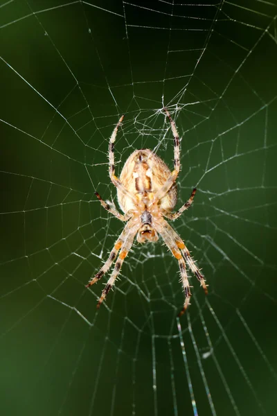 Ett Makro Hittade Spindel Skogen — Stockfoto