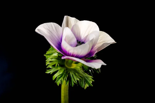 Красивый Фиолетовый Цветок Черном Фоне — стоковое фото