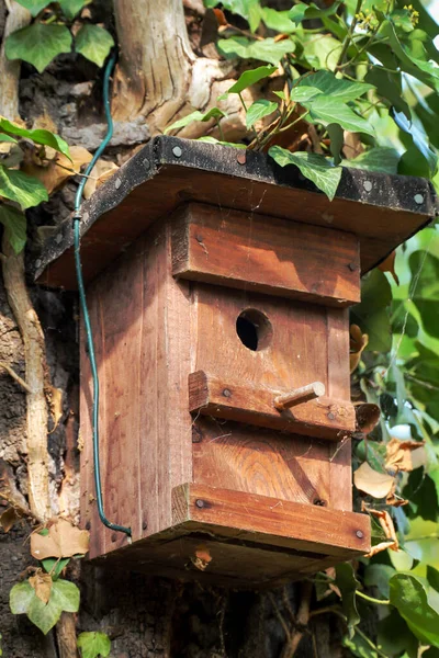 A wooden nesting box for songbirds hangs well camouflaged on a tree trunk