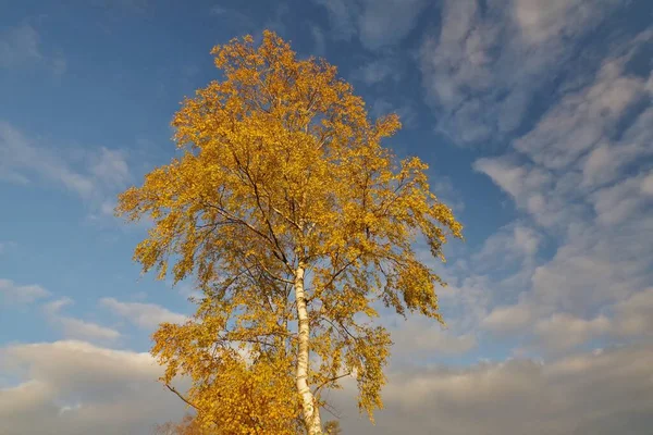 Birch Autumn Nature Reservat Senne Oerlinghausen Eastwestphalia Lippe North Rhine — стокове фото