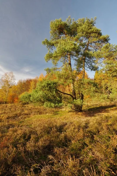 Красивий Осінній Пейзаж Деревами Зеленим Листям — стокове фото