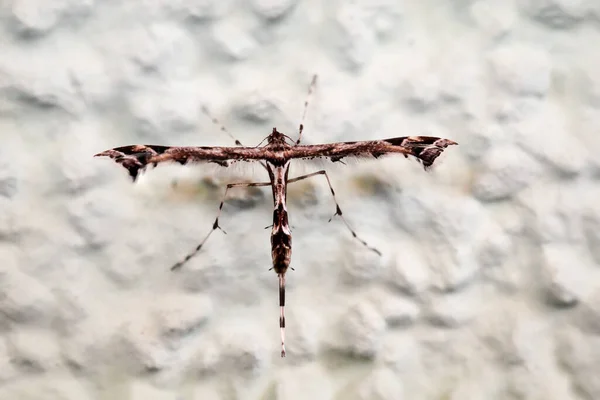 Owada Który Wygląda Bardzo Utopijnie Motyl Ćma — Zdjęcie stockowe