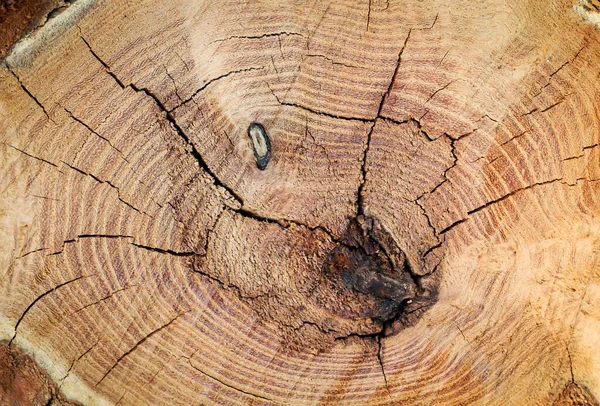 Seção Transversal Tronco Árvore Textura Com Anéis Anuais Tronco Árvore — Fotografia de Stock