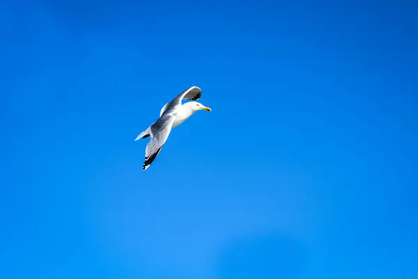 波罗的海海滩上的海鸥 — 图库照片