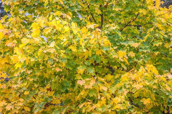 Prachtahorn Pragser See Herbst Südtirol Italien — Stockfoto