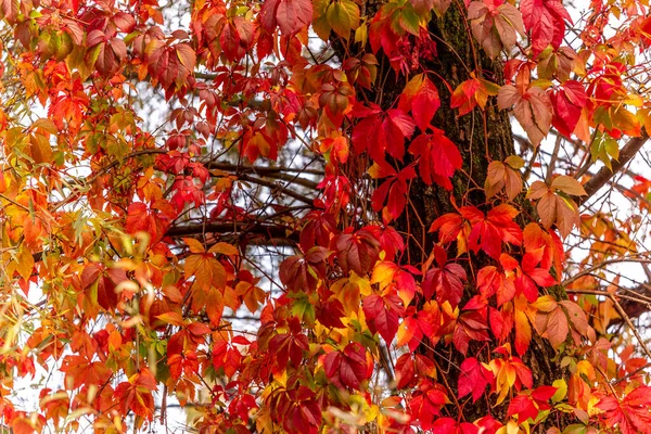 Blätter Von Bäumen Herbstfarben Lebendige Rote Und Goldene Farbe Natur — Stockfoto