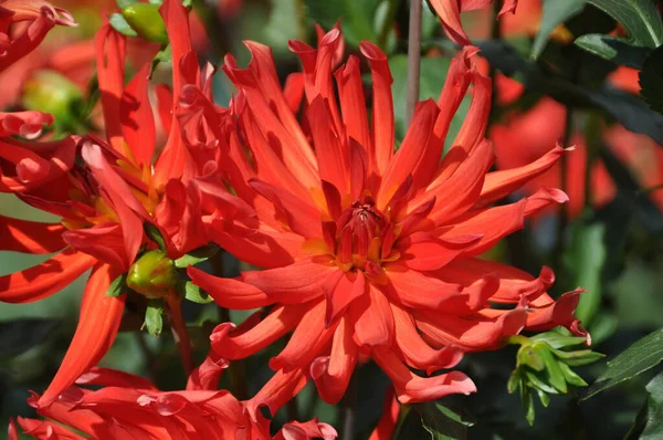 Piękny Czerwony Kwiat Ogrodzie — Zdjęcie stockowe