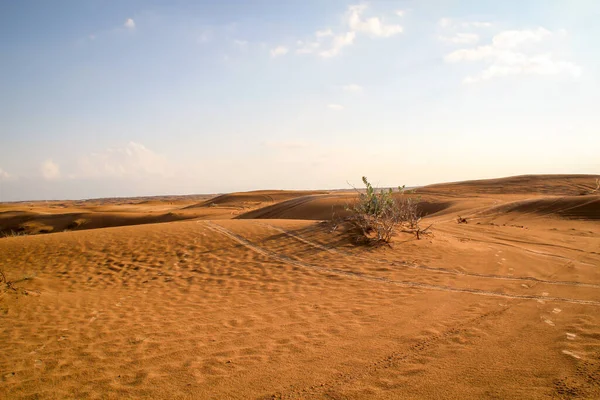 Pedaço Deserto Com Dunas Arbustos Individuais Sol Noite — Fotografia de Stock