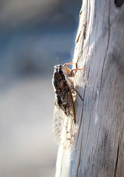 Eine Nahaufnahme Einer Zikade Auf Einem Holzpfosten — Stockfoto