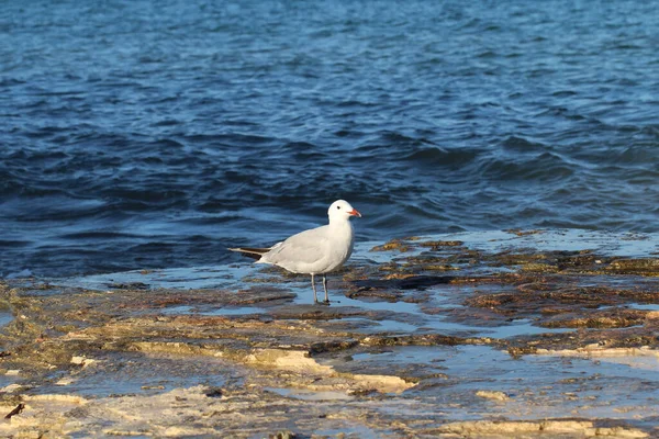 Eine Möwe Strand Der Ostsee — Stockfoto