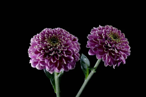 Belo Crisântemo Roxo Isolado Fundo Preto — Fotografia de Stock