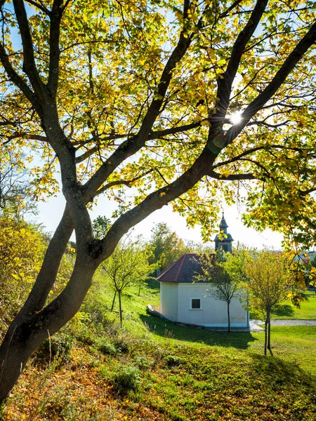 Дерево Осенними Листьями Капелями Бургенланде — стоковое фото