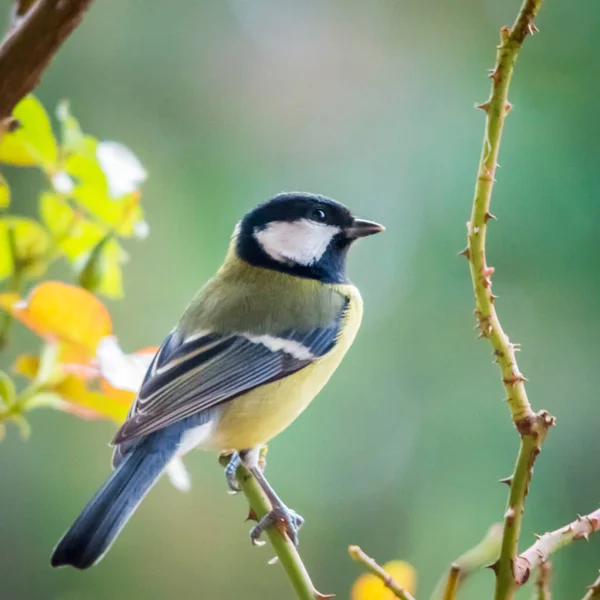 Great Tit Parus Major Sitting Branch — 스톡 사진