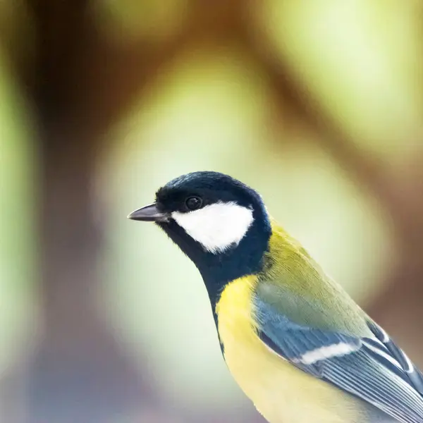 Great Tit Parus Major Sitting Branch — 스톡 사진