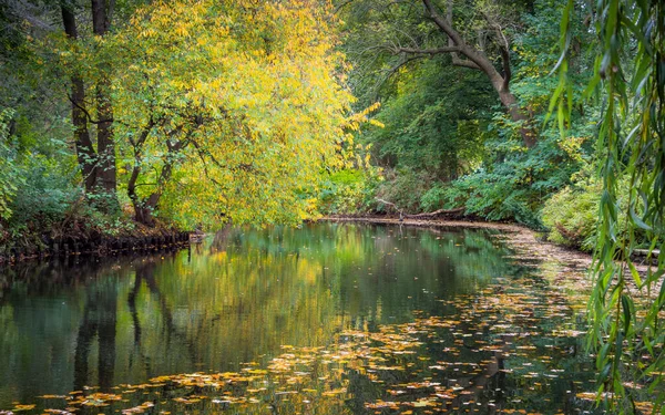 Ağaçlar Yapraklarla Dolu Güzel Sonbahar Manzarası — Stok fotoğraf