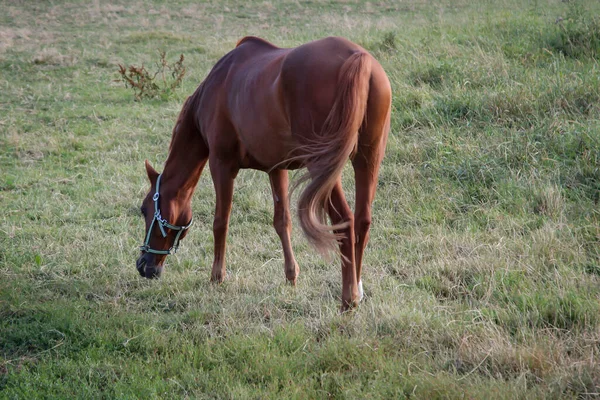 Paarden Hengst Merrie Een Boerderij Paddock Tijdens Het Weiden — Stockfoto