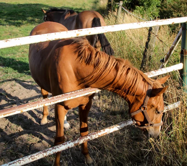 Cavalos Garanhão Égua Uma Fazenda Paddock Enquanto Pastoreia — Fotografia de Stock