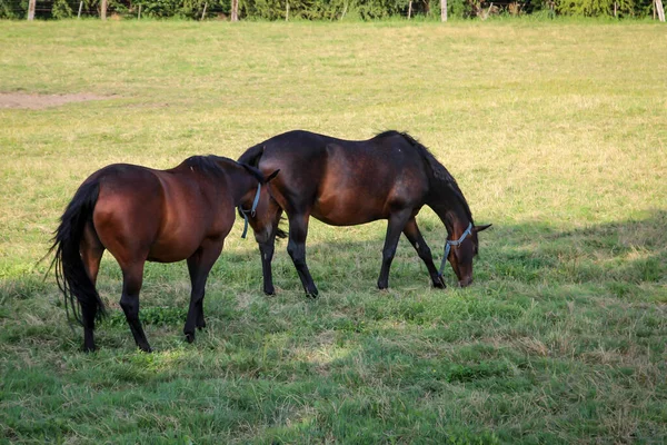 Chevaux Étalons Jument Dans Une Ferme Enclos Pendant Pâturage — Photo