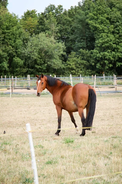 農場の雌馬 放牧中のパドック — ストック写真