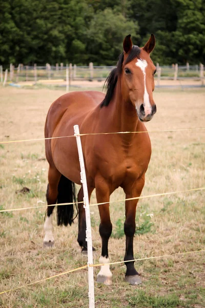 Horses Stallion Mare Farm Paddock While Grazing — Stock Photo, Image