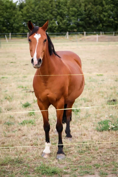 Horses Stallion Mare Farm Paddock While Grazing — Stock Photo, Image