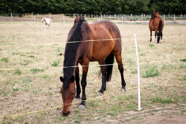 Horses Stallion Mare Farm Paddock While Grazing — Stock Photo, Image