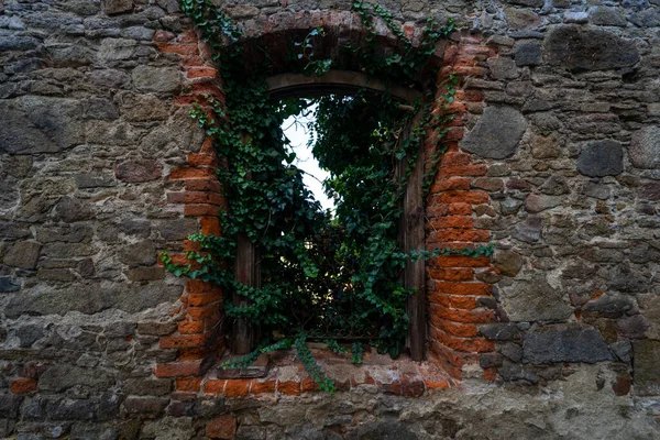 Vieux Mur Briques Avec Lierre Plantes — Photo