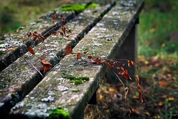 Старая Деревянная Скамейка Осенью — стоковое фото