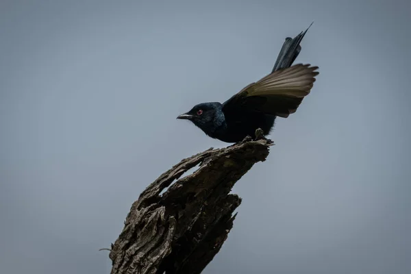Fork Tailed Drongo Takes Dead Tree — Stock Photo, Image