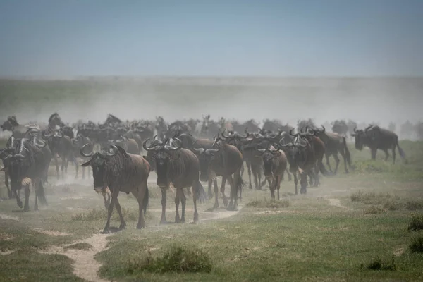 Grande Migração Gnus Azuis Serengeti — Fotografia de Stock