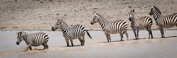 Beş Ova Zebra Kuyrukta Gölü Geçiyor — Stok fotoğraf