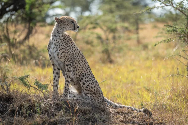 Guépard Femelle Est Assis Sur Monticule Regardant Arrière — Photo