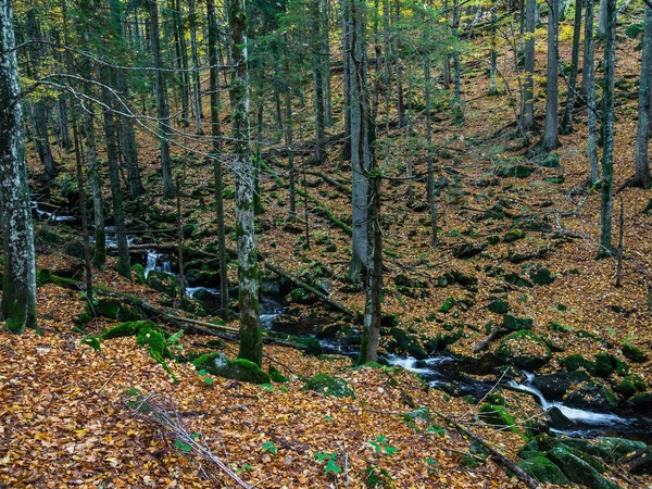 Prachtig Herfstbos Met Bomen Groene Bladeren — Stockfoto