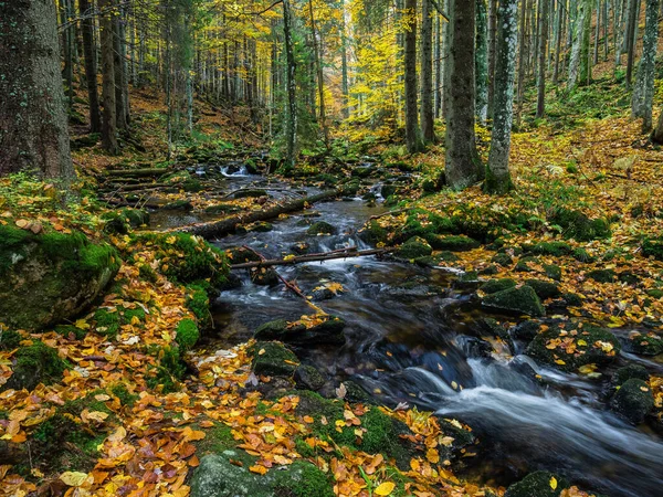 Hermoso Bosque Otoño Con Río Otoño — Foto de Stock