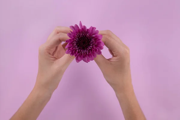 Vista Frontal Una Mujer Sosteniendo Una Pequeña Flor Púrpura Entre —  Fotos de Stock