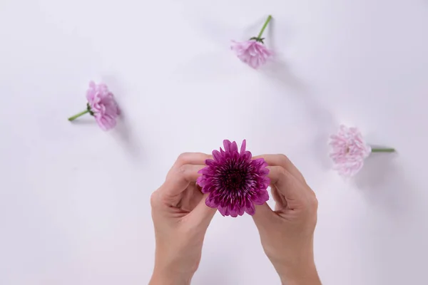 Elölnézet Kezében Egy Kis Lila Virág Kezei Között Más Virágokkal — Stock Fotó