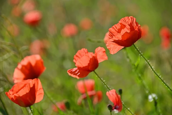 Blisko Podświetlone Czerwone Kwiaty Maku Zielonym Polu Zachód Słońca Złota — Zdjęcie stockowe