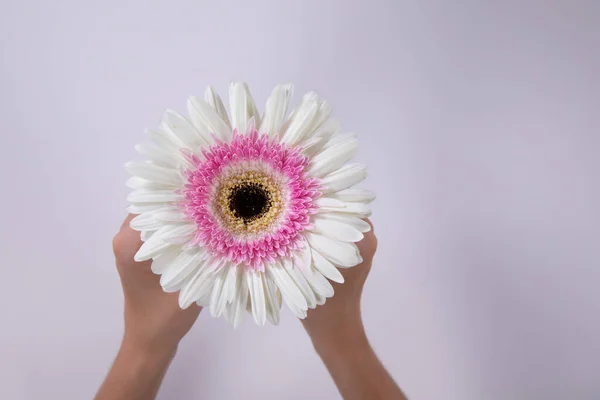 Elölnézet Kezében Egy Színes Virág Kezei Között Egy Fehér Háttér — Stock Fotó