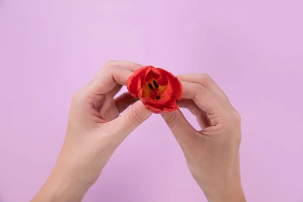 Vista Cerca Las Manos Una Mujer Sosteniendo Tulipán Rojo Sobre —  Fotos de Stock