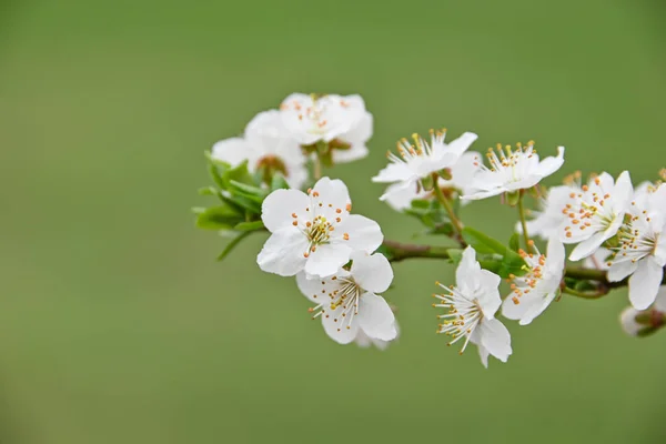 Cerrar Flor Cerezo Blanco Sobre Fondo Verde Vista Ángulo Bajo — Foto de Stock