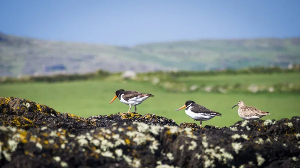 Flock Birds Sea — Stock Photo, Image