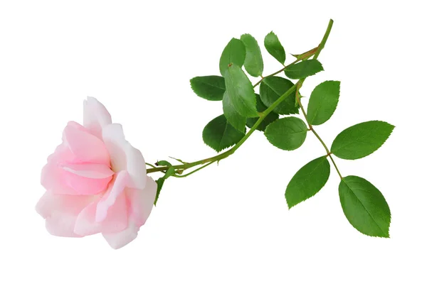 Beautiful Pink Rose Rosaceae Isolated White Background Germany — Stock Photo, Image