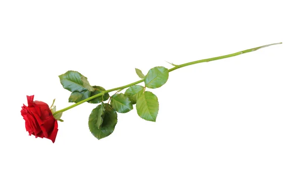 Red Rose Rosaceae Απομονωμένο Λευκό Φόντο Γερμανία — Φωτογραφία Αρχείου