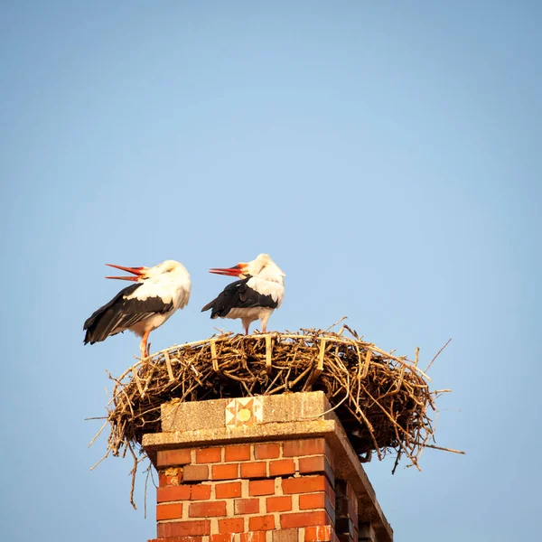 Twee Ooievaars Een Nest — Stockfoto